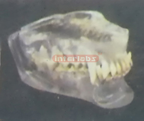 TRANSPARENT CANINE JAWS MODEL